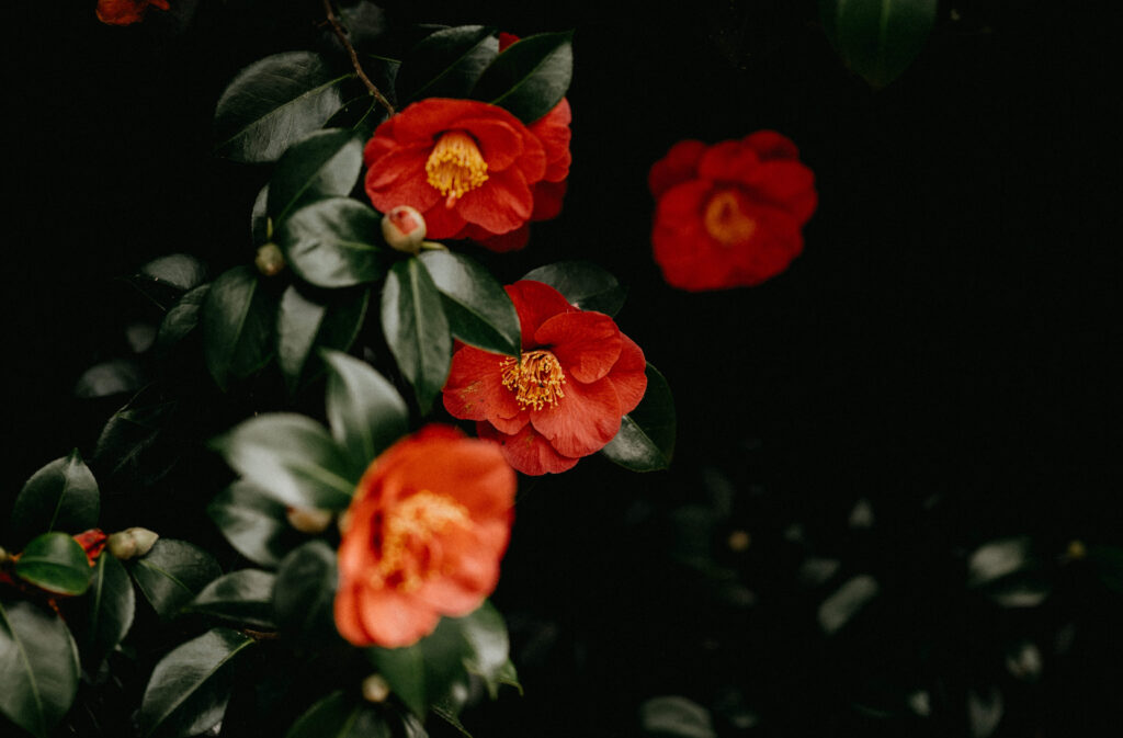 ルルルン オーバー45 モイストのコンセプトイメージは椿の花